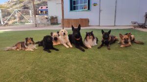 הכלבים הטיפוליים במרכז "כלבבי" צילום: אלומה פישר