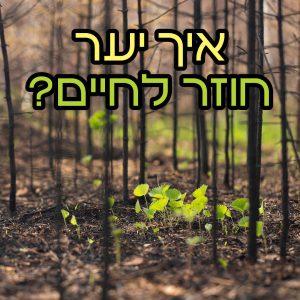 איך יער חוזר לחיים