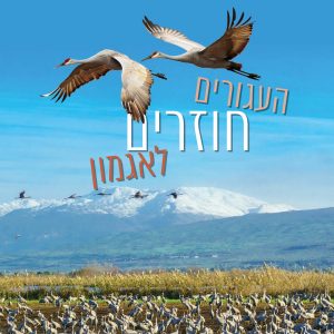 העגורים חוזרים לאגמון