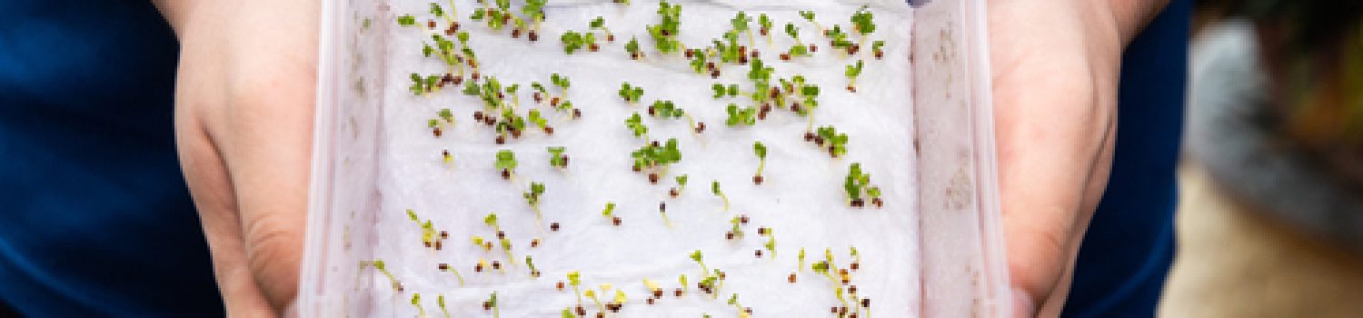 Person,Showing,Germinated,Seeds,In,Moist,Water,Soaked,Kitchen,Towel