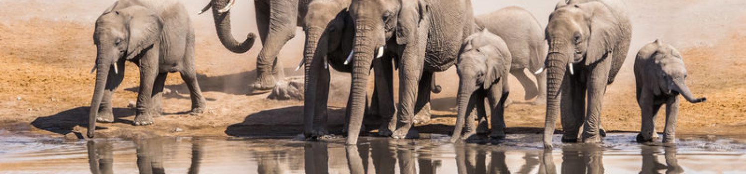 Family,Of,African,Elephants,Drinking,At,A,Waterhole,In,Etosha