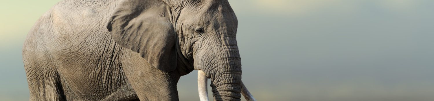 African,Elephant,,Masai,Mara,National,Park,,Kenya.,Wildlife,Scene,In