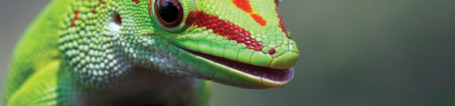 פוסט אלופי ההתחדשות