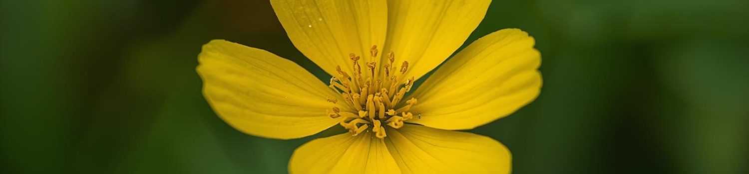 פרח החלמונית